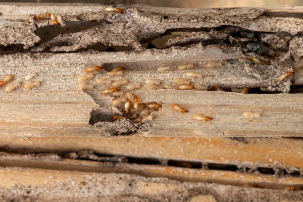 Wasp Removal Services in Wild Peach Village, TX